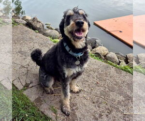 Rottle Dogs for adoption in Techny, IL, USA