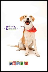 Labrador Retriever-Unknown Mix Dogs for adoption in Richardson, TX, USA