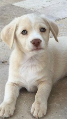 Medium Photo #4 Dachshund-Unknown Mix Puppy For Sale in Peoria, AZ, USA