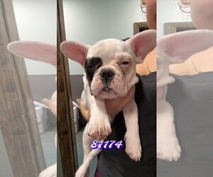 French Bulldog Dogs for adoption in Chico, CA, USA