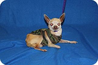 Chihuahua Dogs for adoption in Beverly Hills, CA, USA