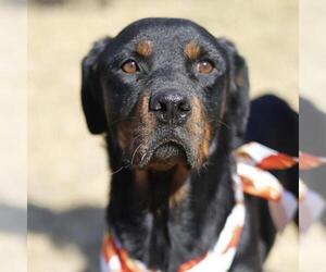 Rottweiler-Unknown Mix Dogs for adoption in San Antonio, TX, USA