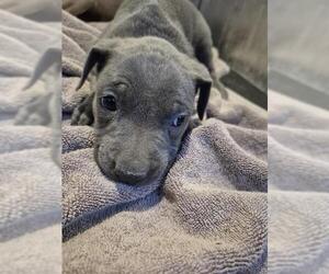 American Staffordshire Terrier-Unknown Mix Dogs for adoption in San Antonio, TX, USA
