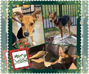 Beagle Dogs for adoption in O'Fallon, MO, USA