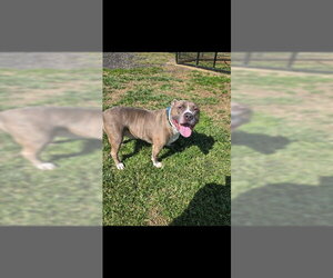 Medium Photo #2 American Pit Bull Terrier Puppy For Sale in Westminster, MD, USA