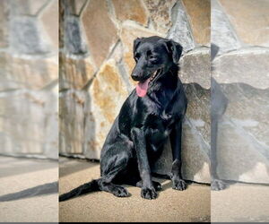 Golden Retriever-Unknown Mix Dogs for adoption in Rockaway, NJ, USA