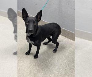 Labrador Retriever-Unknown Mix Dogs for adoption in Las Vegas, NV, USA