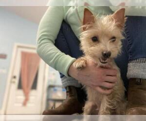 Cairn Terrier-Unknown Mix Dogs for adoption in Oak Bluffs, MA, USA