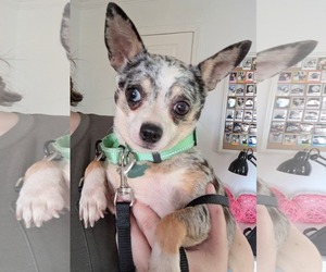 Chihuahua-Unknown Mix Dogs for adoption in Princeton, MN, USA