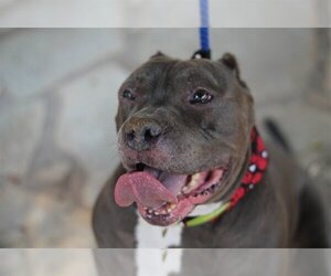 American Pit Bull Terrier-Unknown Mix Dogs for adoption in San Antonio, TX, USA