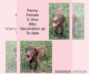 Chihuahua-Labrador Retriever Mix Dogs for adoption in Virginia Beach, VA, USA