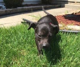 Shepradors Dogs for adoption in Livonia, MI, USA