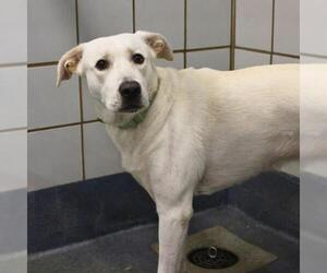 Labrador Retriever-Unknown Mix Dogs for adoption in San Antonio, TX, USA