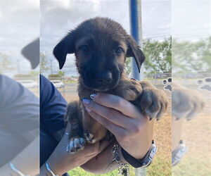 Labrador Retriever-Unknown Mix Dogs for adoption in Corpus Christi, TX, USA