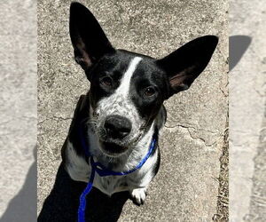 Mutt Dogs for adoption in Waco, TX, USA