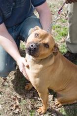 American Pit Bull Terrier-Unknown Mix Dogs for adoption in Lonsdale, AR, USA