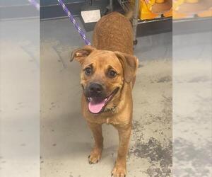 Labrador Retriever-Unknown Mix Dogs for adoption in Tallahassee, FL, USA