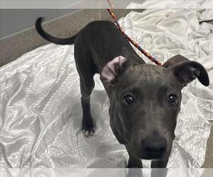 American Pit Bull Terrier-Unknown Mix Dogs for adoption in Las Vegas, NV, USA