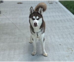 - Mix Dogs for adoption in Aurora, IN, USA