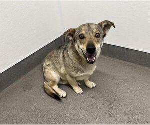 Siberian Husky-Unknown Mix Dogs for adoption in HESPERIA, CA, USA