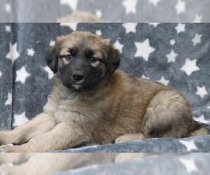 Mutt Dogs for adoption in Thief River Falls, MN, USA