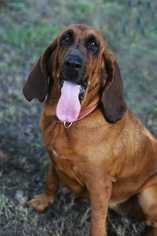 Bloodhound Dogs for adoption in Azle, TX, USA