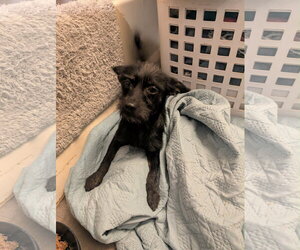 Chihuahua-Unknown Mix Dogs for adoption in Grafton, WI, USA