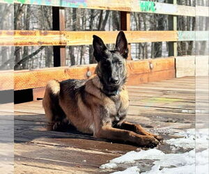 Mutt Dogs for adoption in Imlay City, MI, USA