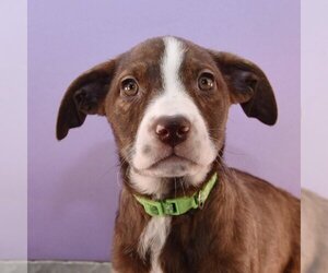 Medium Photo #1 Sheprador Puppy For Sale in Sheridan, CO, USA