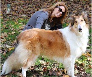 Collie Dogs for adoption in Arlington, VA, USA