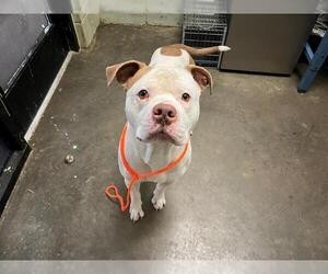 American Pit Bull Terrier-Unknown Mix Dogs for adoption in Tulsa, OK, USA