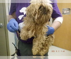 Maltese-Unknown Mix Dogs for adoption in Oroville, CA, USA