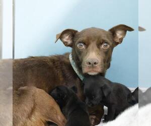 Mutt Dogs for adoption in San Antonio, TX, USA