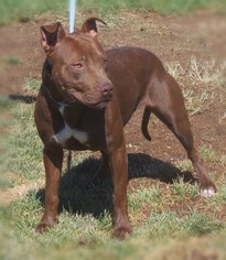 American Staffordshire Terrier-Labrador Retriever Mix Dogs for adoption in Atwood, CA, USA