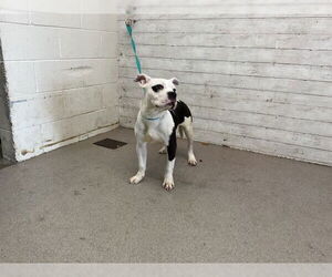 American Pit Bull Terrier Dogs for adoption in San Bernardino, CA, USA