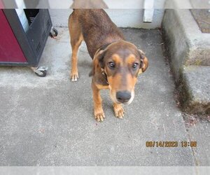 Redbone Coonhound Dogs for adoption in Santa Rosa, CA, USA