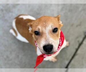 Redbone Coonhound-Unknown Mix Dogs for adoption in Tulsa, OK, USA