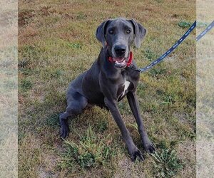 Great Dane Dogs for adoption in St. Louis Park, MN, USA