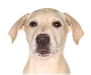 Labrador Retriever Dogs for adoption in Oakland Park, FL, USA