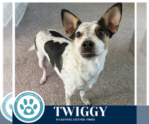 Mutt Dogs for adoption in Kimberton, PA, USA