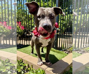 American Pit Bull Terrier-American Staffordshire Terrier Mix Dogs for adoption in Redlands, CA, USA