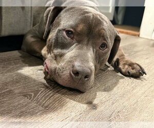 Mutt Dogs for adoption in Woodbury, NY, USA