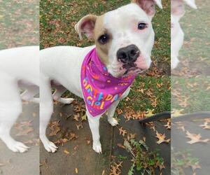 American Pit Bull Terrier Dogs for adoption in Rootstown, OH, USA