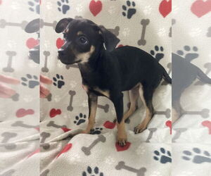 Chihuahua-Unknown Mix Dogs for adoption in Pottstown, PA, USA