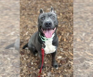 Mutt Dogs for adoption in Clarkesville, GA, USA