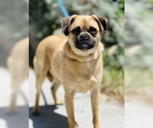 Pug Dogs for adoption in Salinas, CA, USA