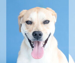 Labrador Retriever-Unknown Mix Dogs for adoption in Pasadena, CA, USA