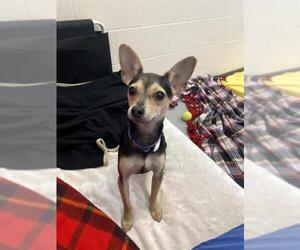 Chihuahua Dogs for adoption in Fort Wayne, IN, USA