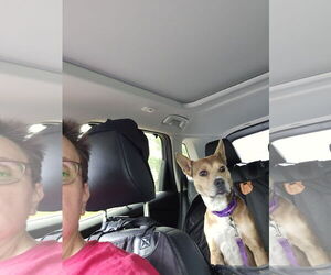 Carolina Dog-Unknown Mix Dogs for adoption in Montello, WI, USA