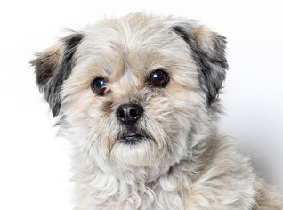 Medium Photo #1 Shih Tzu Puppy For Sale in West Hollywood, CA, USA